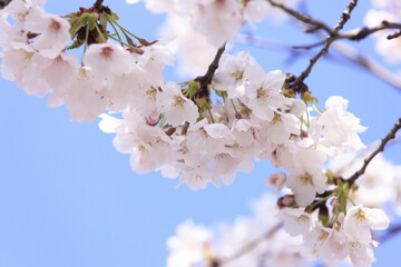 サクラと青空