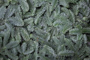 Fir tree branch background