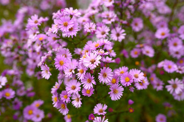 autumn flowers Aster novi-belgii vibrant light purple color in full bloom in the garden