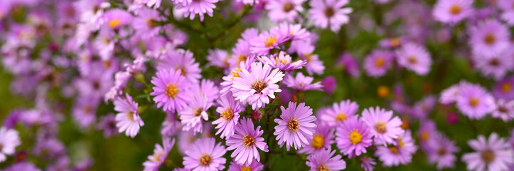 autumn flowers Aster novi-belgii vibrant light purple color in full bloom in the garden. banner - obrazy, fototapety, plakaty