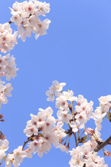 サクラと青空