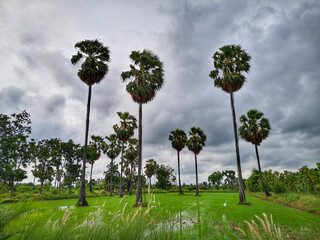 Tall sugar palm in the field of a cloudy day