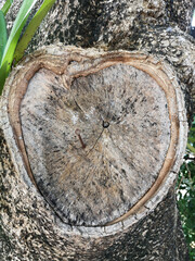 Heart-shaped tree with nails in it