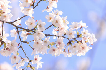 サクラと青空