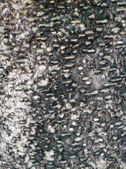 The natural pattern of the tree surface is a texture background