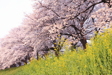 サクラ並木と葉の花