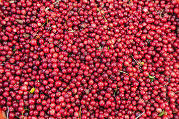 Lingonberry, red, wild berry. Natural background