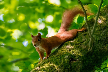 Squirrel on a tree. Squirrel in the forest