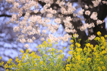 サクラ並木と葉の花