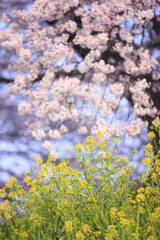 サクラ並木と葉の花