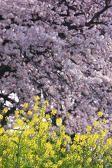 Obraz premium サクラ並木と葉の花