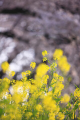 サクラ並木と葉の花