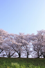 青空のサクラ並木