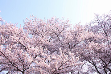 青空のサクラ並木