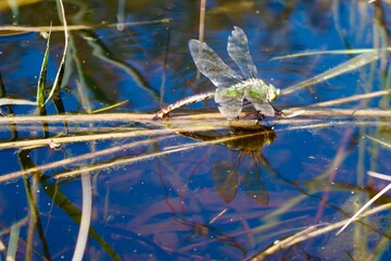 dragonfly sitting on a leaf in water