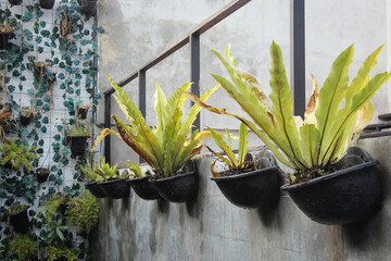pots with green plants and vines on the concrete wall, decorative plants, exterior design, go green environment
