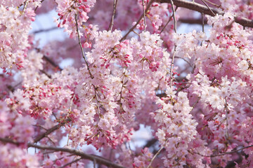 Obraz premium 春の嵐山