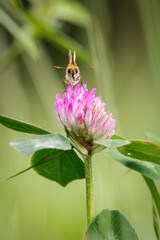 Butterfly on flower