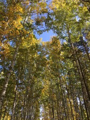 autumn in the forest