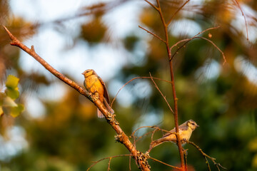 Nuthatches Birds. Bird on a branch