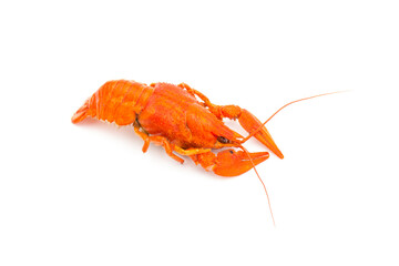 Boiled Fresh Crayfish,Crawfish,  isolated on white background