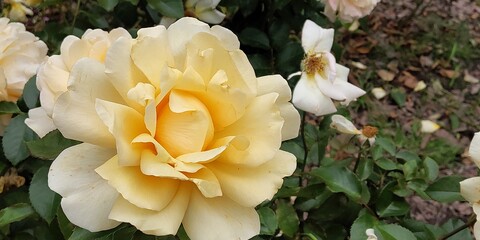 yellow rose flower