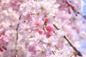 Fototapeta premium 春の嵐山