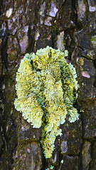 Liquen sobre la corteza de un arbol en el Parc Natural de Collserola, Barcelona, Catalunya, España, Europa
