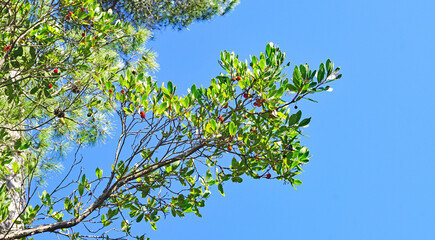 Arbusto con madroños en la montaña del Tibidabo, Barcelona, Catalunya, España, Europa
