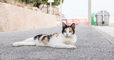 Beautiful cat looking at the camera. Resting outdoor in the street. Brown, white and black. Blurred background, perfect poster.