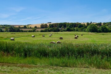 hay bales in the field