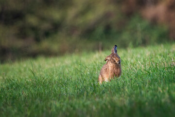 Rabbit in the meadow. Rabbit in the grass