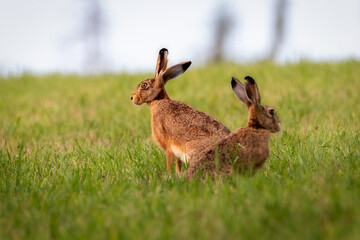 Obraz na płótnie Canvas Rabbit in the meadow. Rabbit in the grass