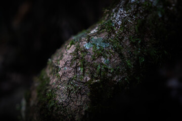 green moss on a tree