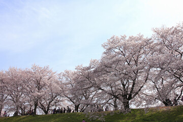 Obraz premium サクラ並木