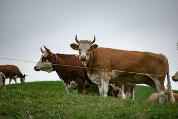 Beautiful swiss cows. Alpine meadows. Mountains.  