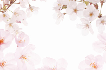 Fototapeta premium 桜