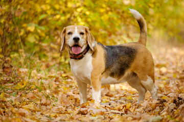 Beagle dog on a walk in the autumn Park