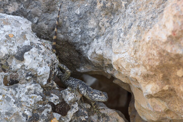Big stellio lizard in a stones