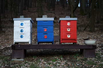 Wooden colourful beehives in forest for making dark tasty honey