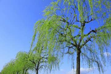 青空と新緑の柳