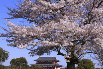 Fototapeta premium 奈良、平城京と桜