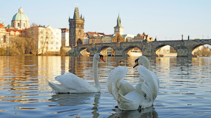 Swans couple on Vltava River in front of historic Charles Bridge