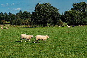 Sheep and lamb in the field