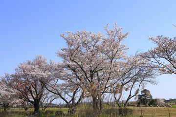 奈良、平城京の桜