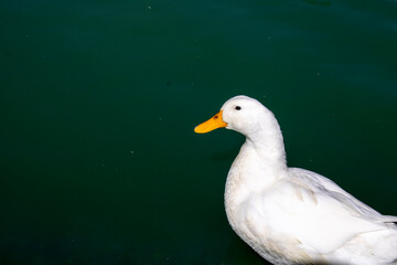 duck swimming white duck on green water