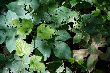green leaves background