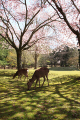 Plakat 奈良公園のサクラと鹿