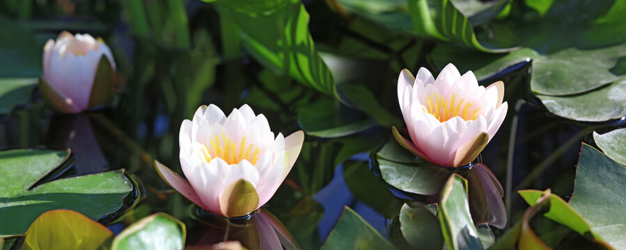 image of beautiful lotuses in the morning sun