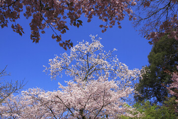 Naklejka premium 奈良公園のサクラ、背景